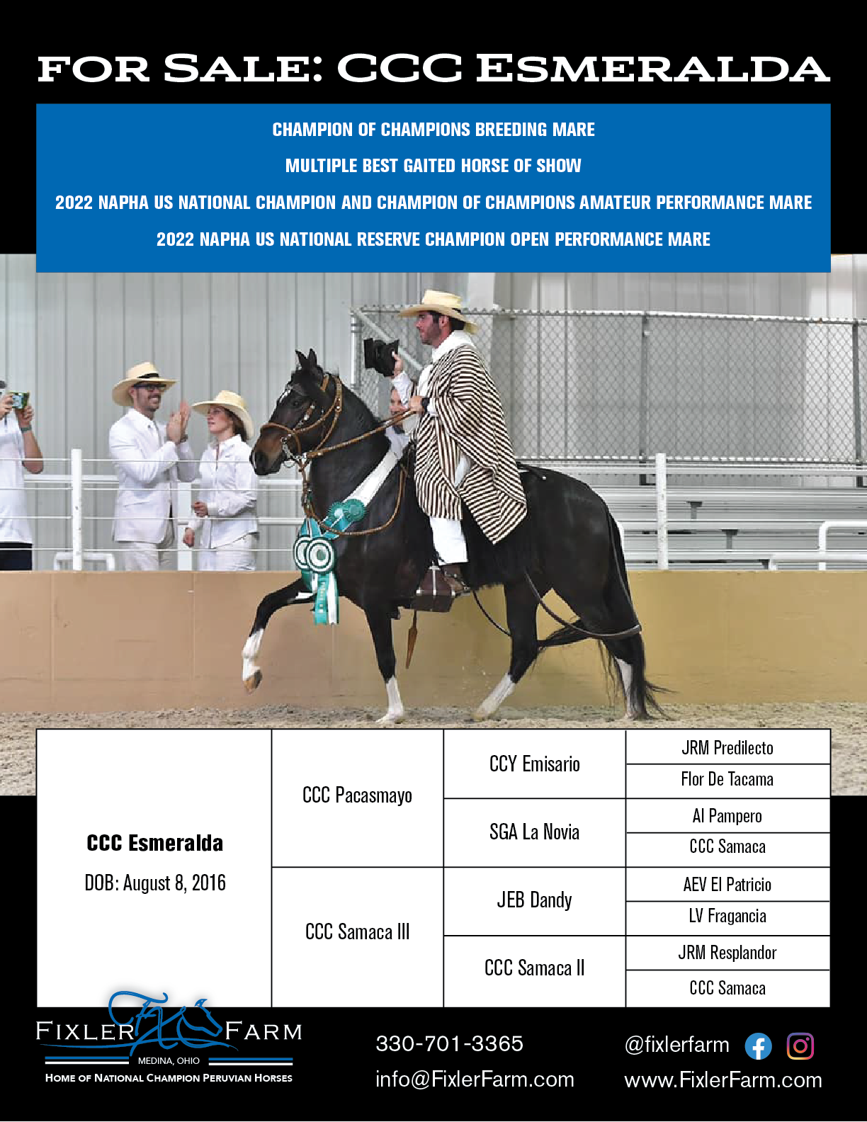 Peruvian Horses for Sale Fixler Farm