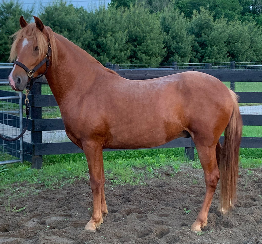 Peruvian Horses for Sale Fixler Farm