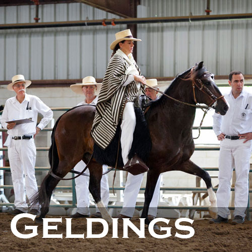 Peruvian Gelding