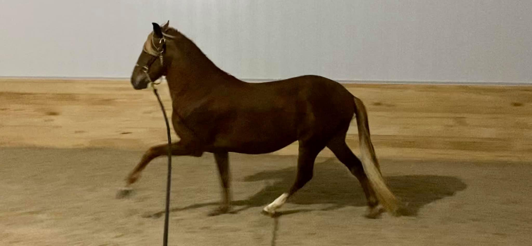 Peruvian Horses at Fixler Farm Stallions