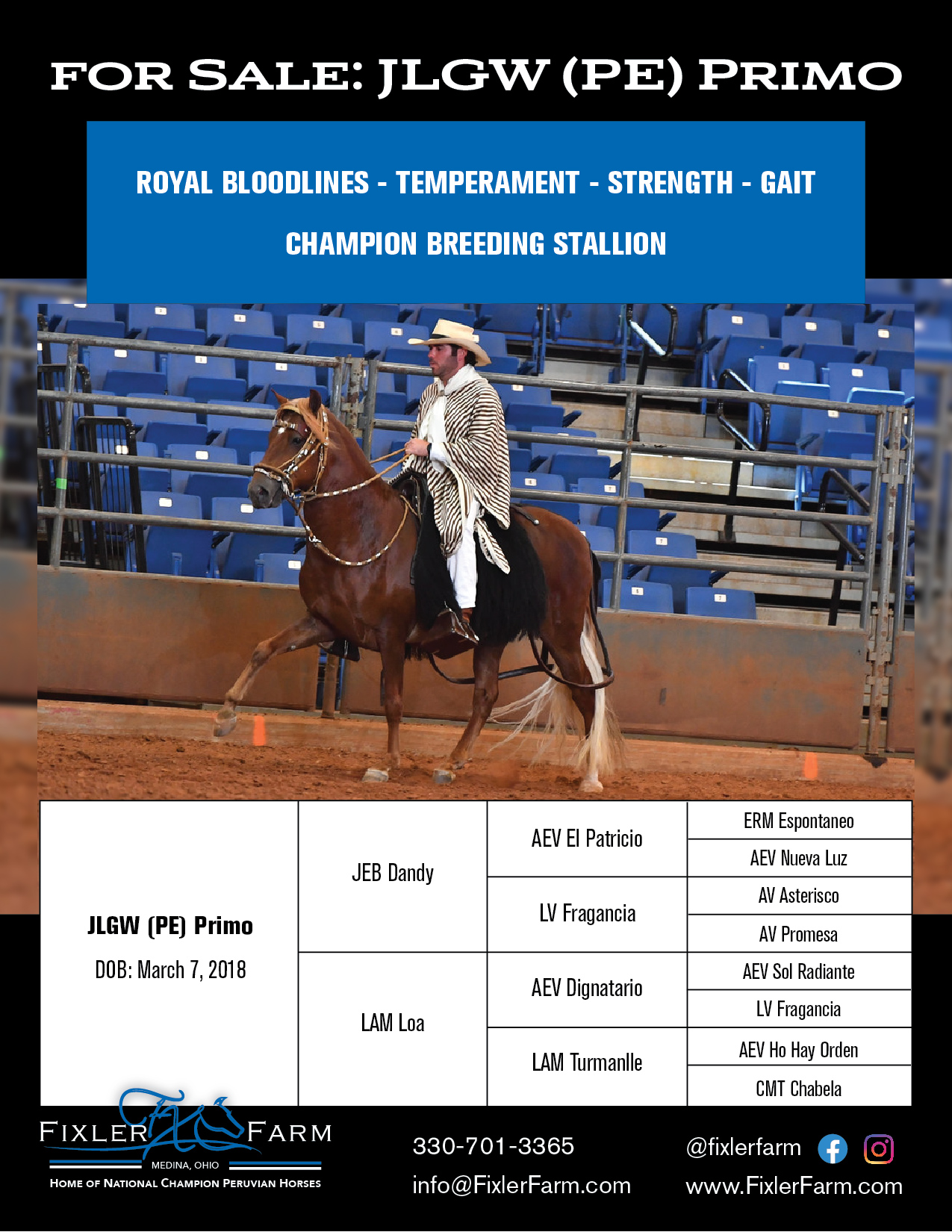 Peruvian Horses for Sale Fixler Farm