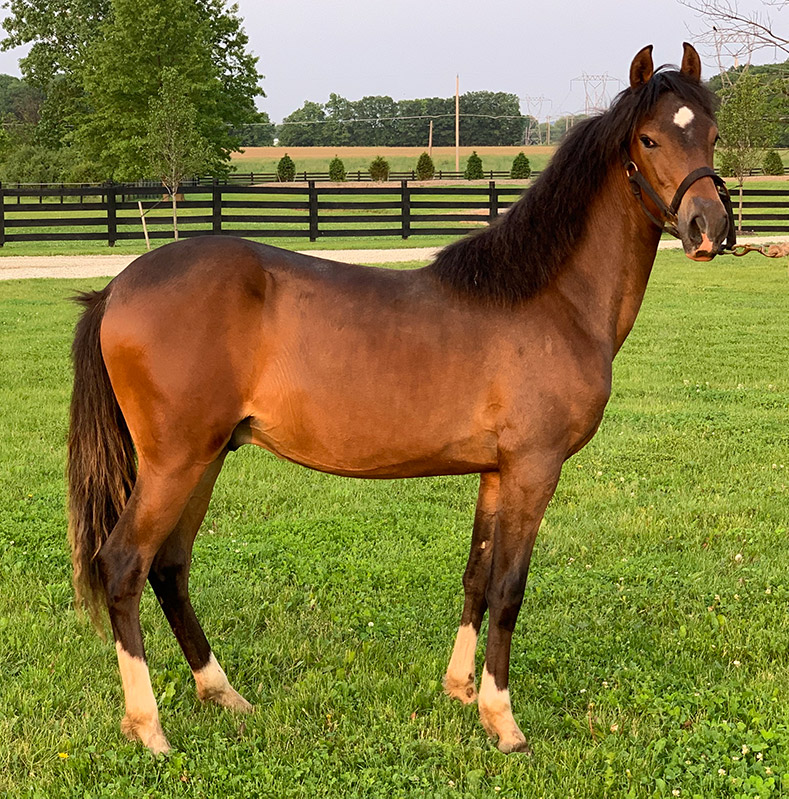 Peruvian Horses for Sale Fixler Farm