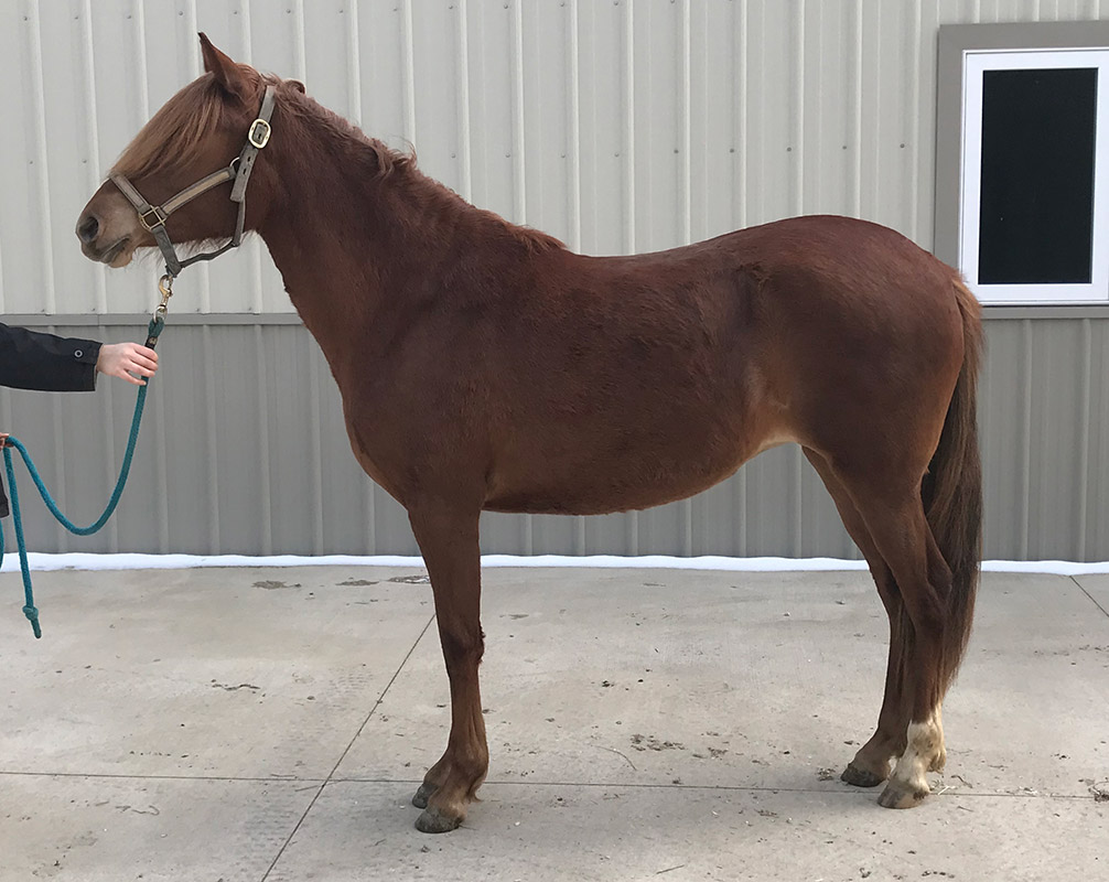 Peruvian Horses for Sale Fixler Farm