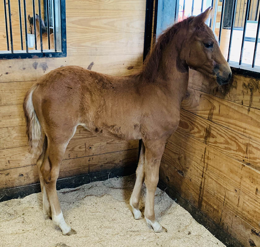Peruvian Horses for Sale Fixler Farm